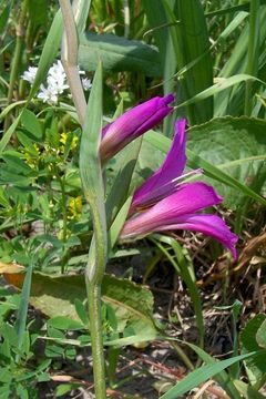 Imagem de Gladiolus italicus Mill.