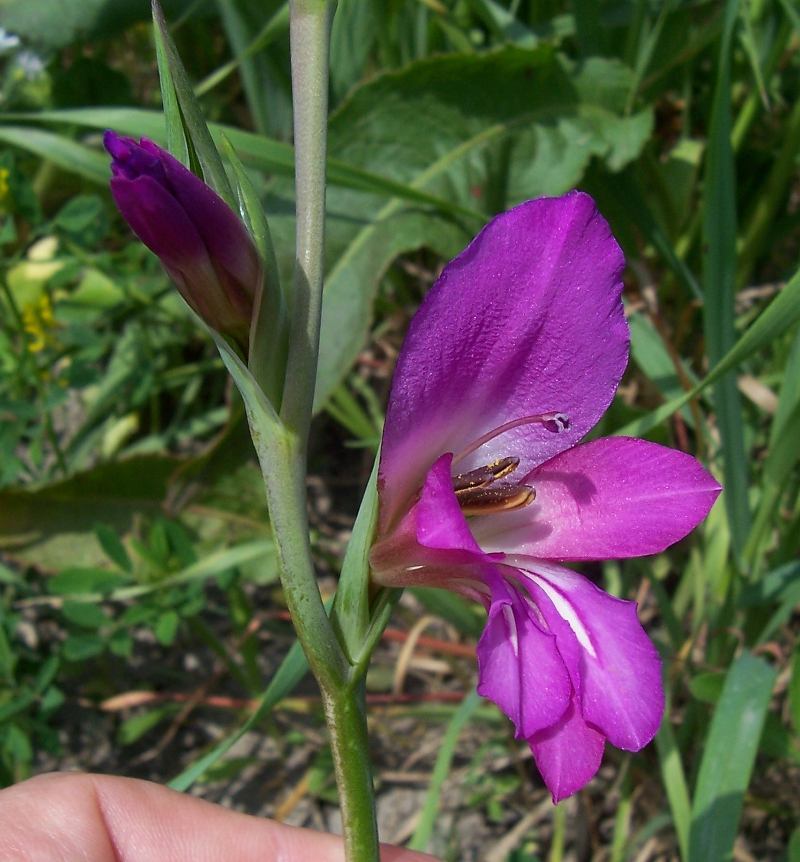 Image of Common Sword Lily