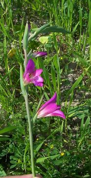 Image of Common Sword Lily