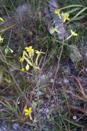 Image of Erysimum crassistylum C. Presl.