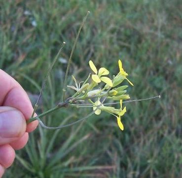 Image of Erysimum crassistylum C. Presl.