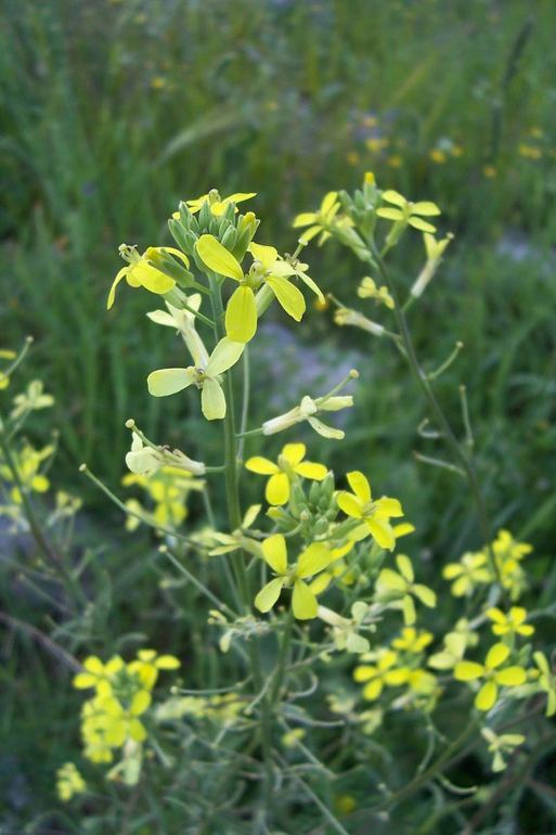 Image of Erysimum crassistylum C. Presl.