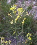 Image of Erysimum crassistylum C. Presl.