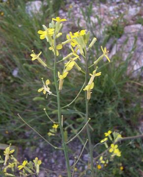 Image de Erysimum crassistylum C. Presl.