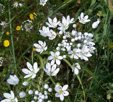 Image of Allium subhirsutum L.