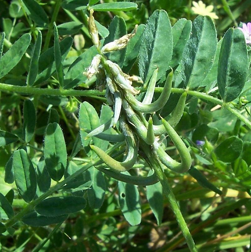 Imagem de Astragalus hamosus L.