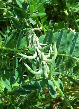 Imagem de Astragalus hamosus L.