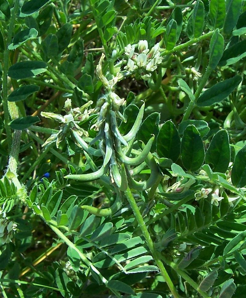 Imagem de Astragalus hamosus L.