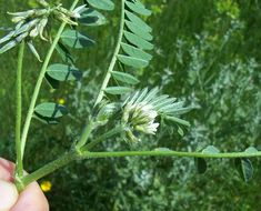 Imagem de Astragalus hamosus L.