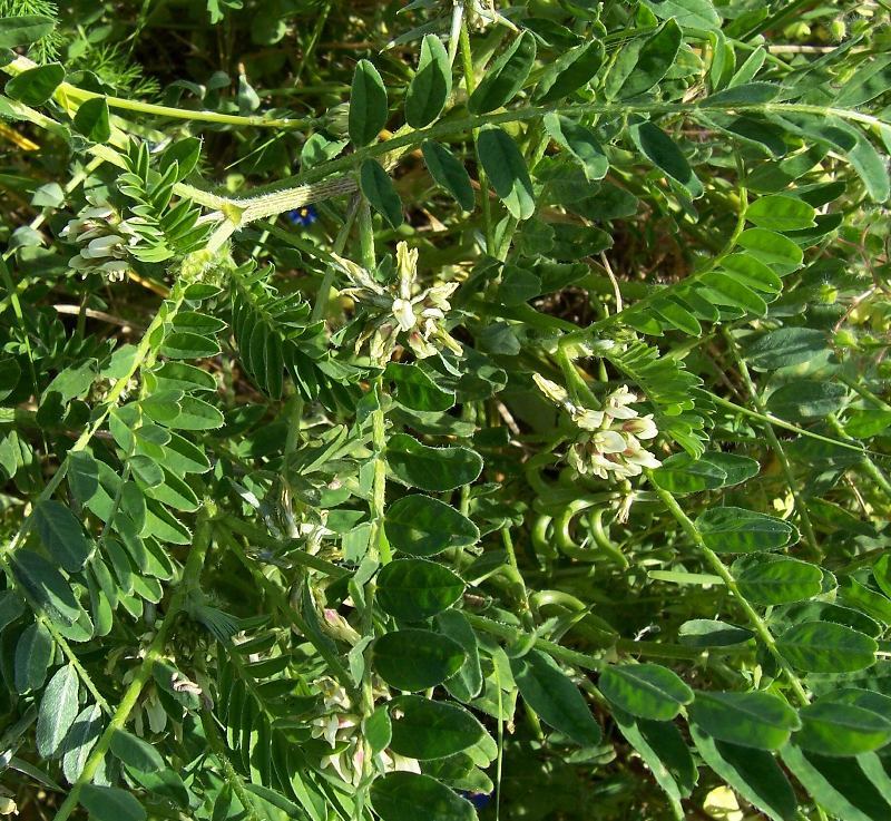 Imagem de Astragalus hamosus L.