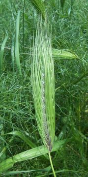 Image of mosquitograss