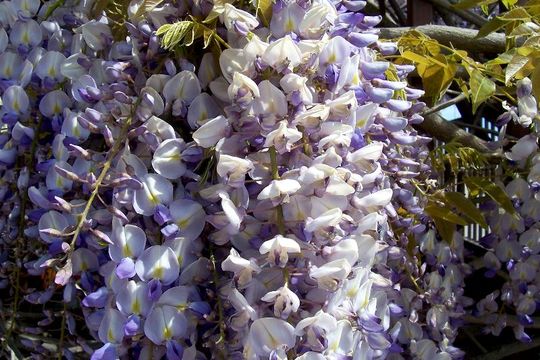 Image de Wisteria sinensis (Sims) Sweet