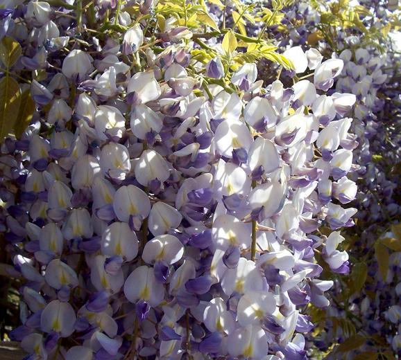 Image de Wisteria sinensis (Sims) Sweet