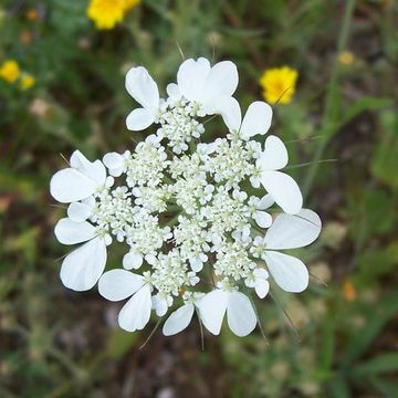 Image of Tordylium officinale L.