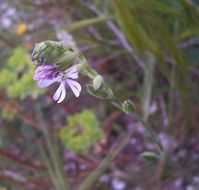 صورة Silene nocturna L.