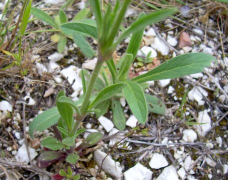 Image of Silene nocturna L.