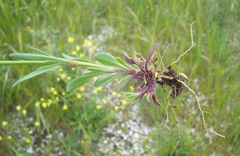 صورة Silene nocturna L.