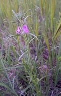 Image of linearleaf snapdragon