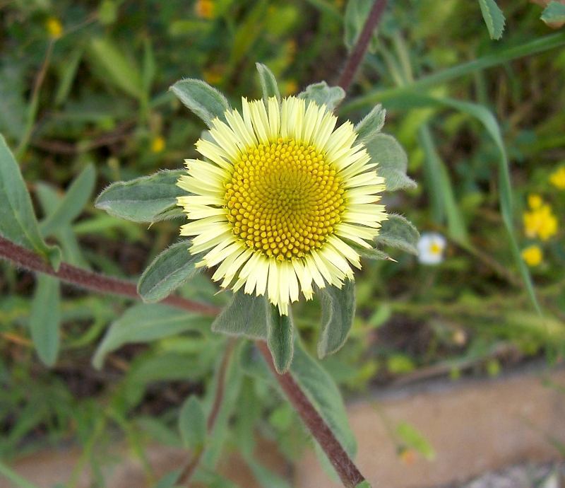 Image of Spiny Golden Star