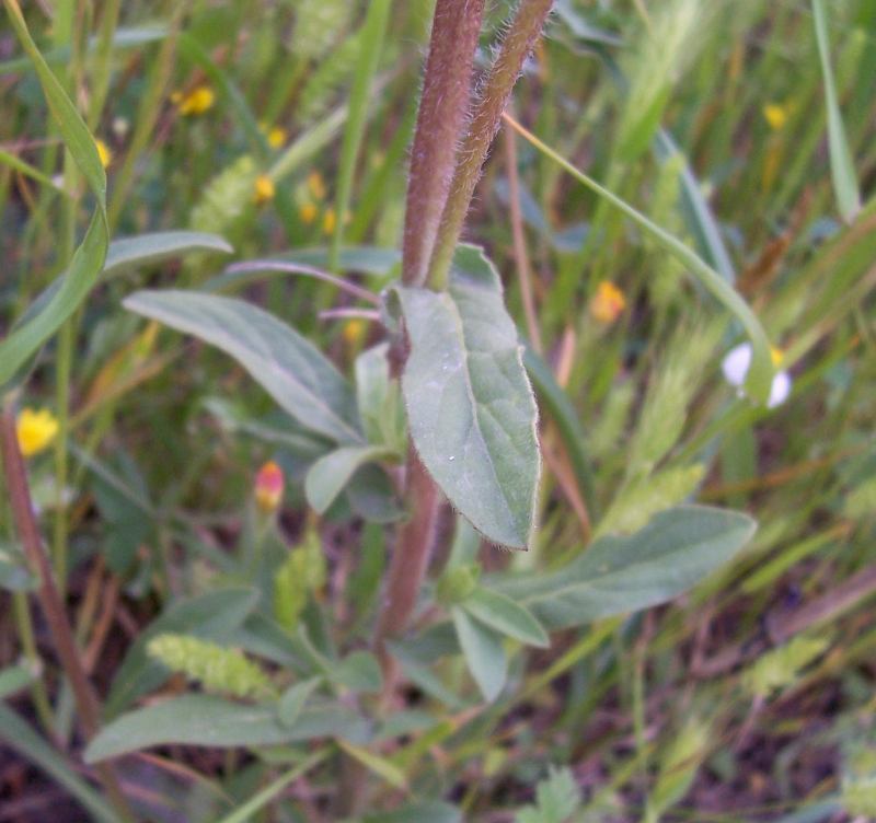 Image of Spiny Golden Star