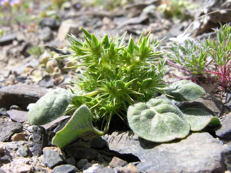 Слика од Chorizanthe rigida (Torr.) Torr. & Gray