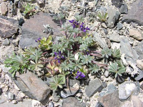 Image of Intermountain lupine