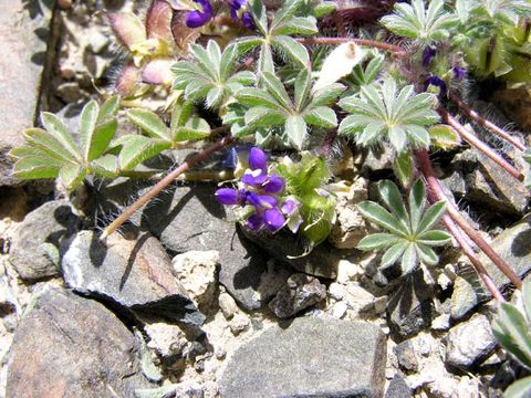 Image of Intermountain lupine