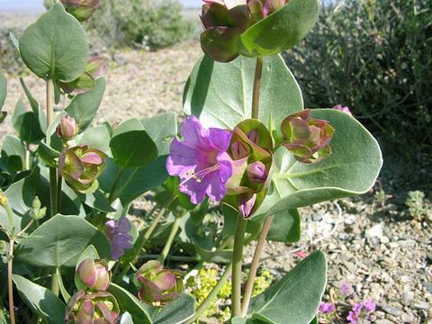 Mirabilis alipes (S. Wats.) G. E. Pilz resmi