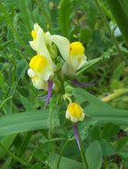 Image de Linaria triphylla (L.) Mill.