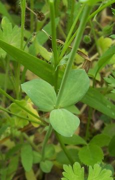 Image of Linaria triphylla (L.) Mill.