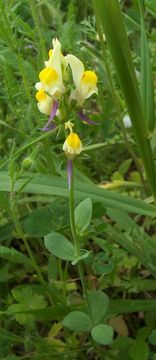 Image of Linaria triphylla (L.) Mill.