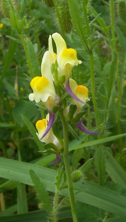 Image de Linaria triphylla (L.) Mill.