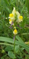 Image de Linaria triphylla (L.) Mill.