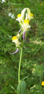 Sivun Linaria triphylla (L.) Mill. kuva