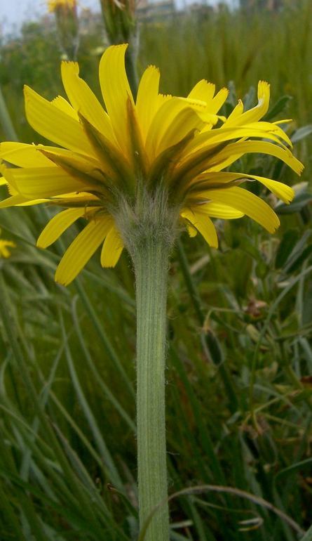 Image of Scorzonera villosa Scop.