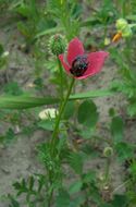 Image of round pricklyhead poppy