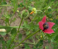 Image of round pricklyhead poppy