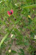 Image of round pricklyhead poppy