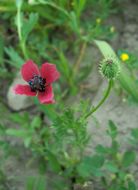 Image of round pricklyhead poppy