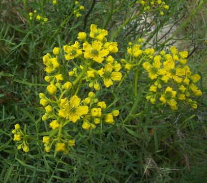 Image of fringed rue