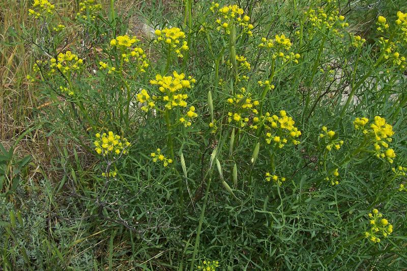 Image of fringed rue