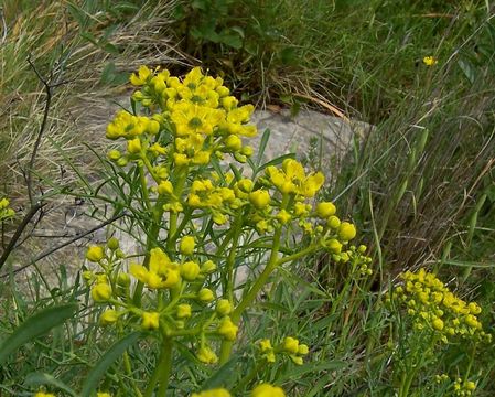 Image of fringed rue