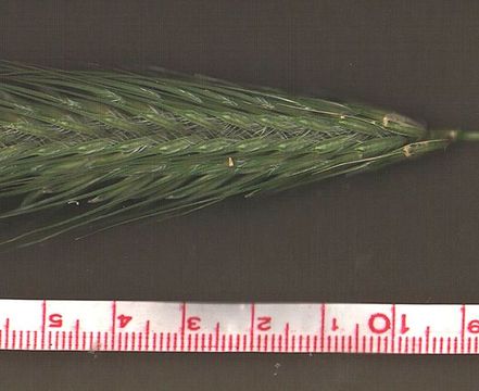 Image of mosquitograss