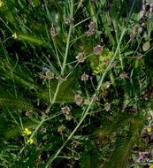 Image of crested wartycabbage