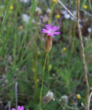 صورة Petrorhagia prolifera (L.) P. W. Ball & Heywood