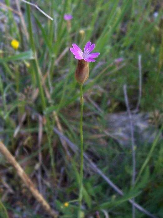 صورة Petrorhagia prolifera (L.) P. W. Ball & Heywood