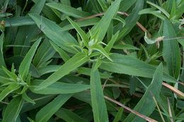 Image of Phlomis herba-venti L.