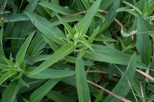 Image de Phlomis herba-venti L.