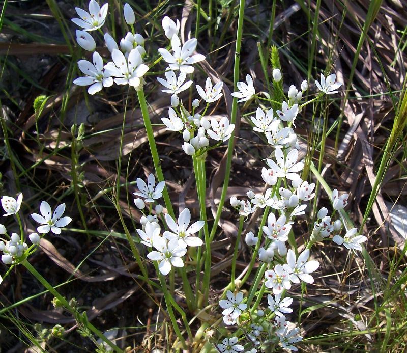 Image of Allium subhirsutum L.