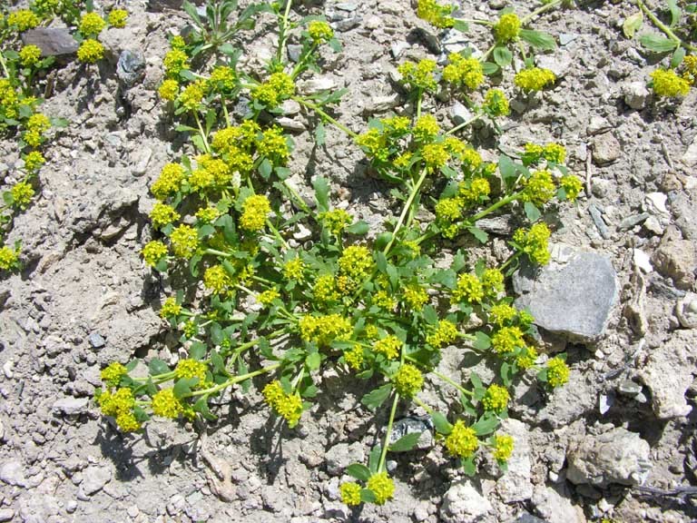 Sivun Lepidium flavum Torr. kuva